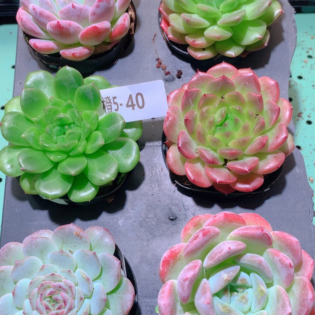 5-40一物一拍多肉带盆6颗