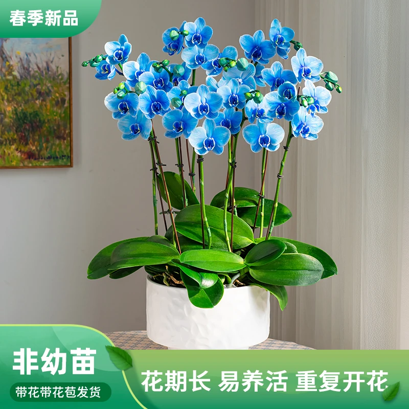 甄选蝴蝶兰盆景盆栽【马卡龙AM】蝴蝶兰花卉绿植花卉室内蝴蝶兰花