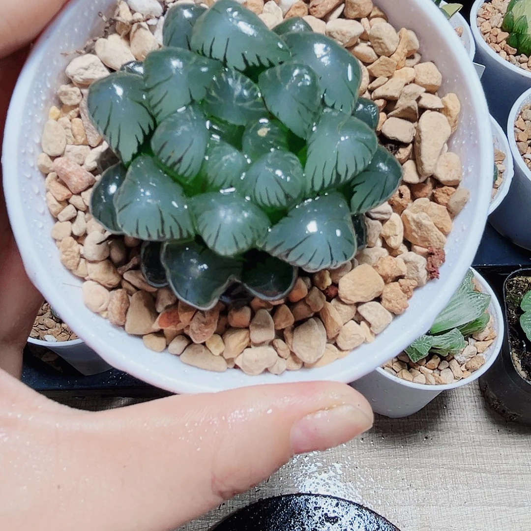 冰灯玉露多肉植物666