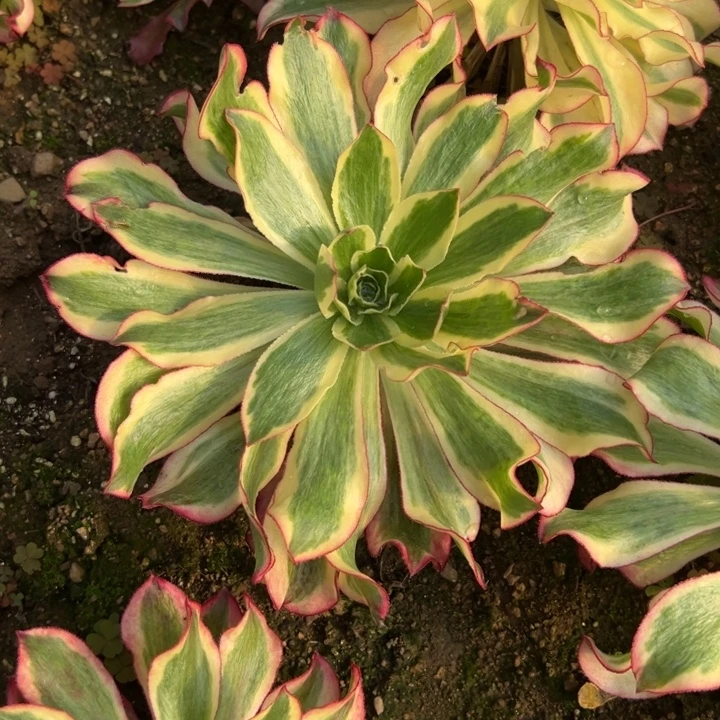 多肉植物魅影不售后