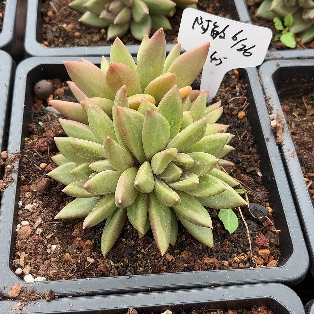 阿***敏迷雾泡泡多肉植物