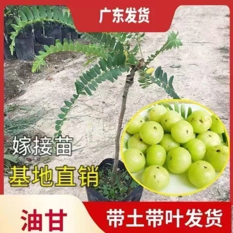 甜油甘果树苗嫁接高产耐寒南北方盆栽地栽种植果树苗