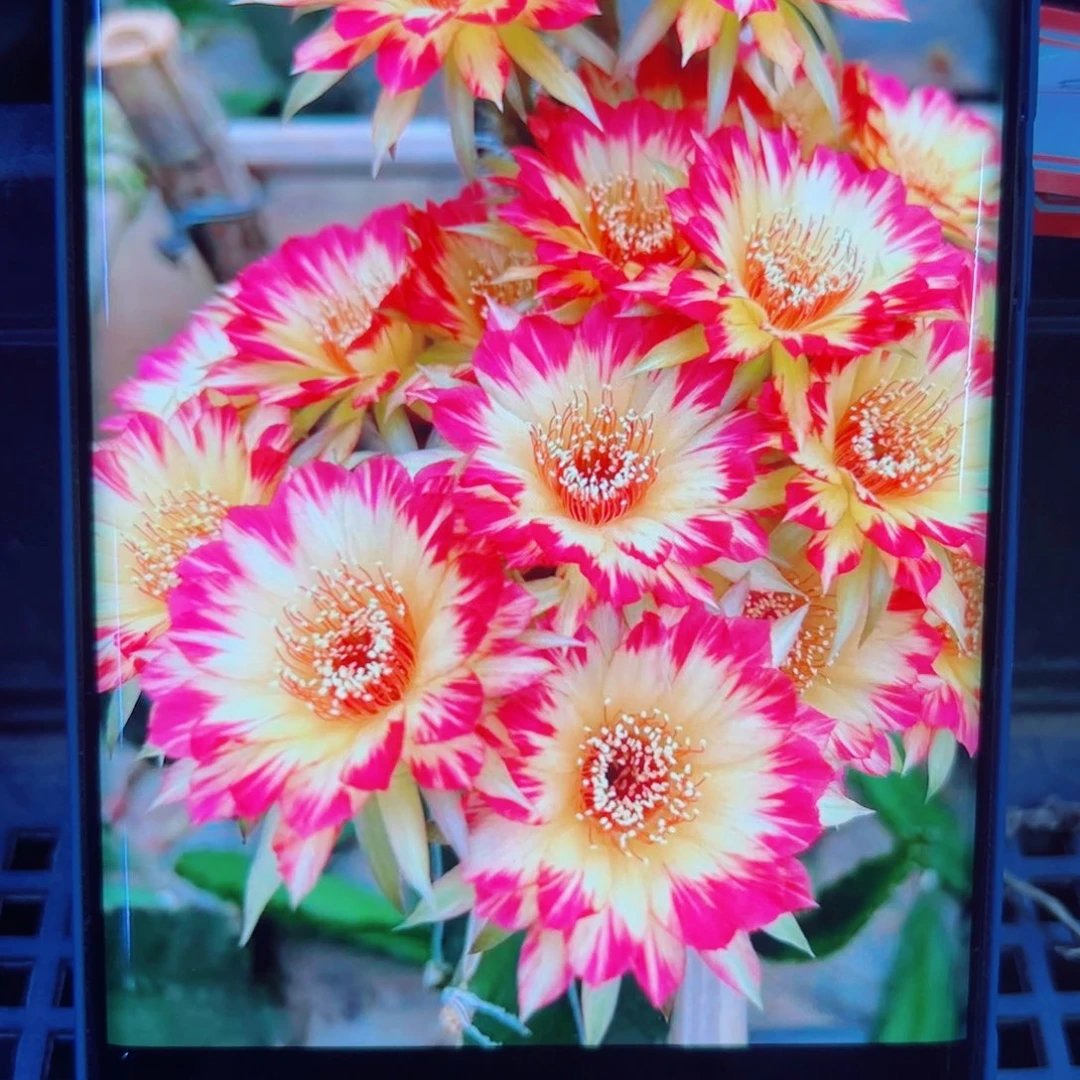 下48丽花98 歪无根侧芽2一3公分左右20包邮