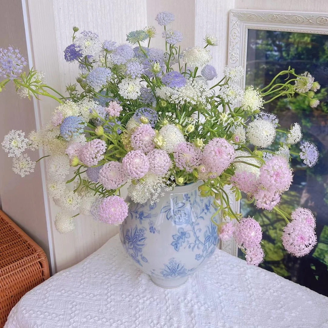 翠珠花鲜切花云南基地直发中通冷链配送花期长花店批发团购婚庆