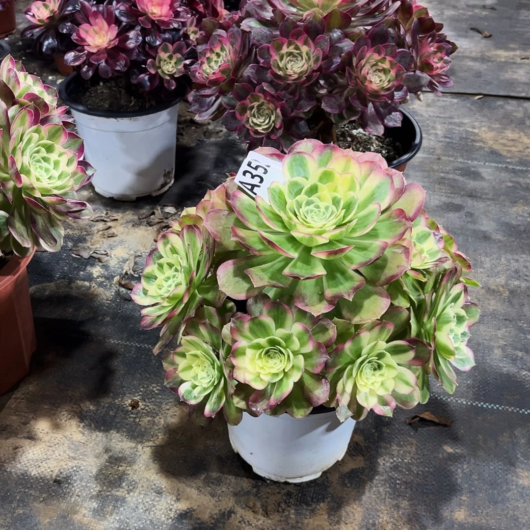 多肉植物玉姿352多肉