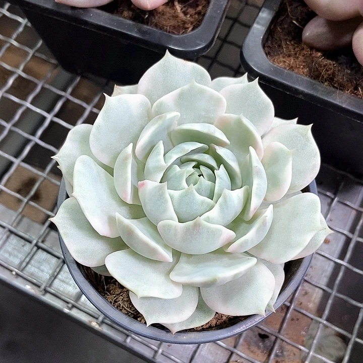 露娜莲锦多肉植物