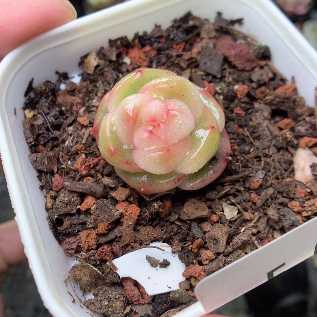 E60y y y y y y g y