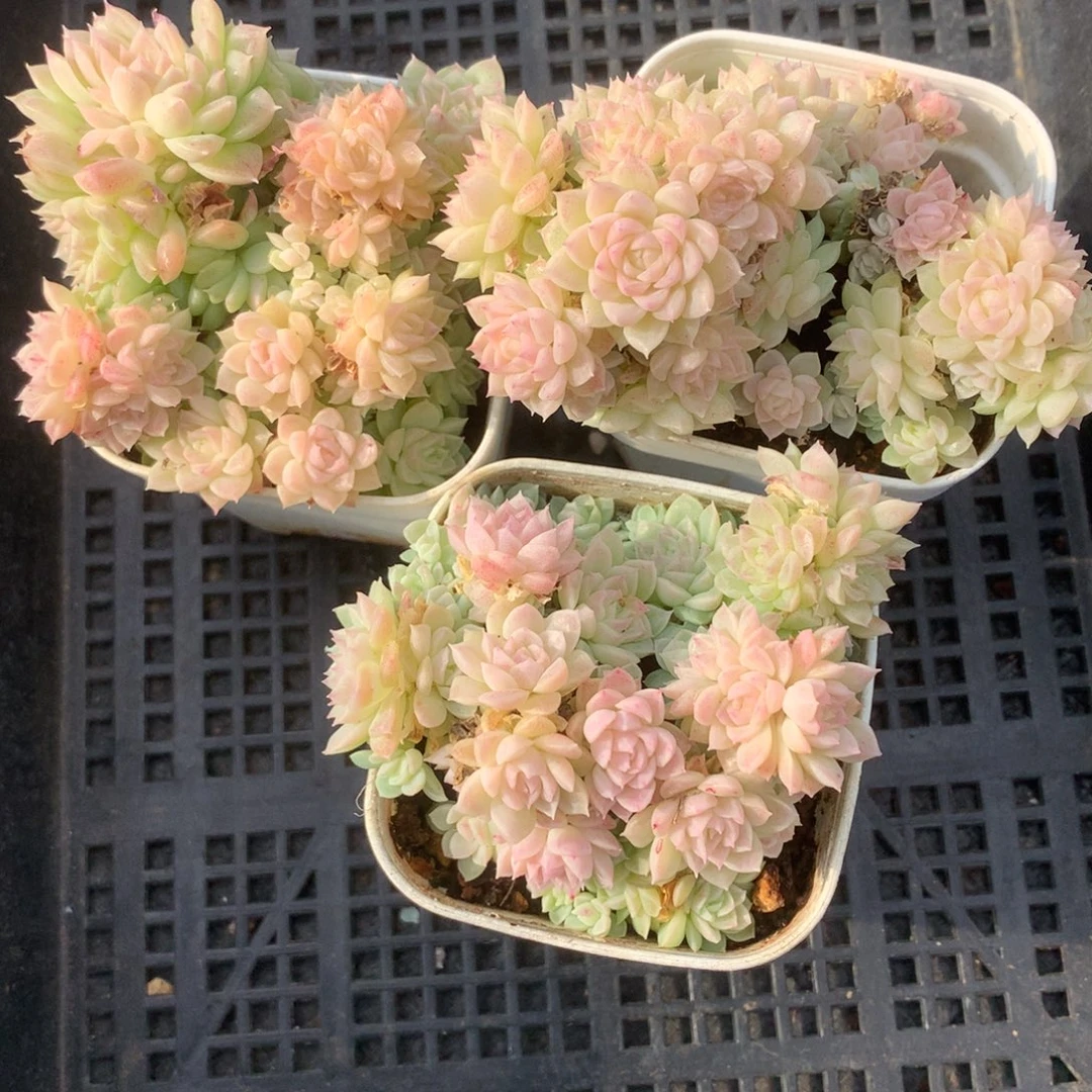 1217-83 麦秆套餐