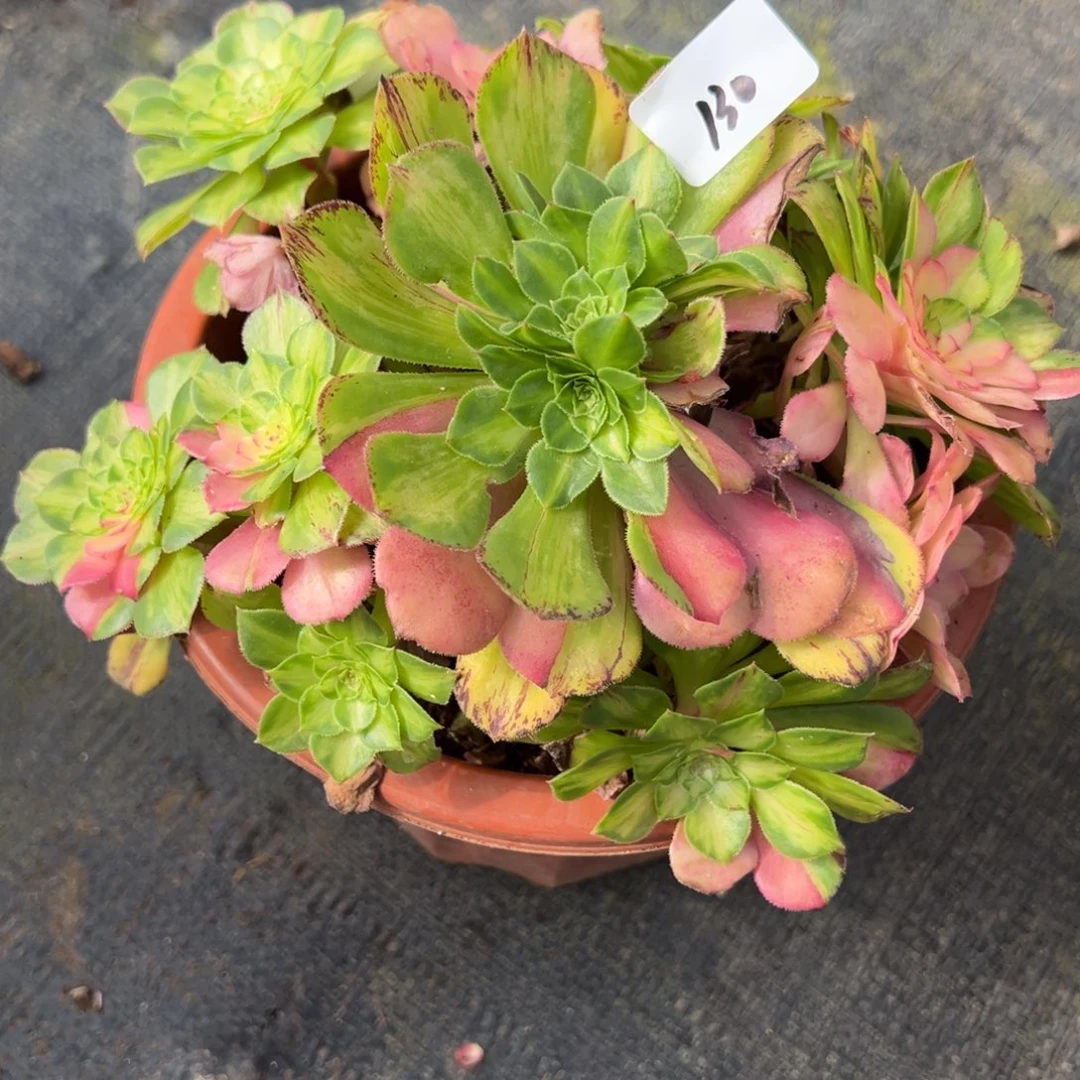 130知否多肉嘻嘻嘻