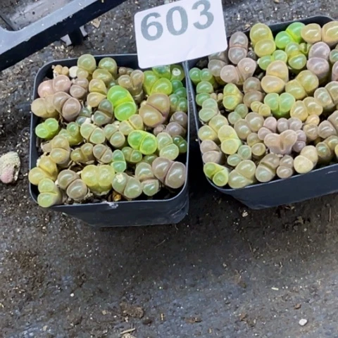 603风林玉一物一图如图