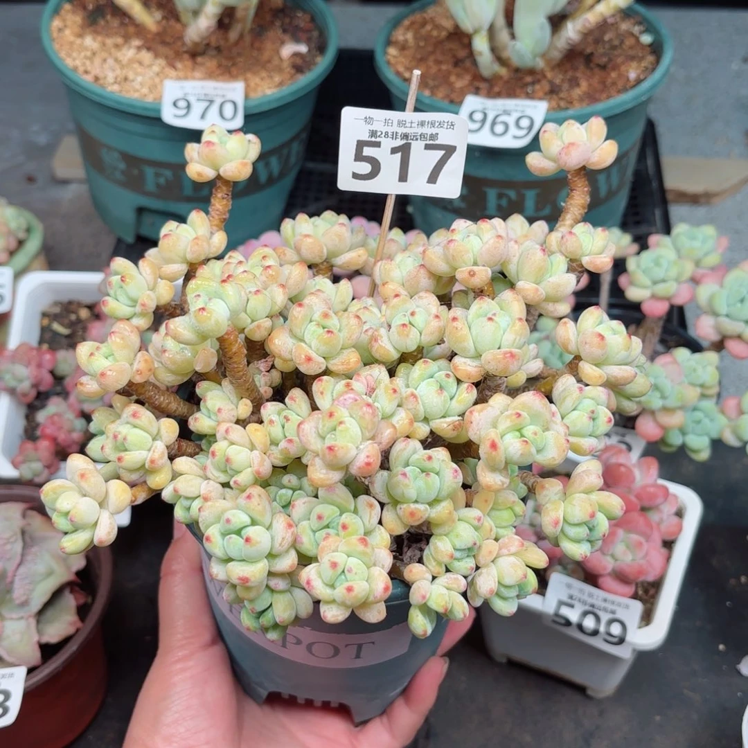 樱花罗绮无盆土发货
