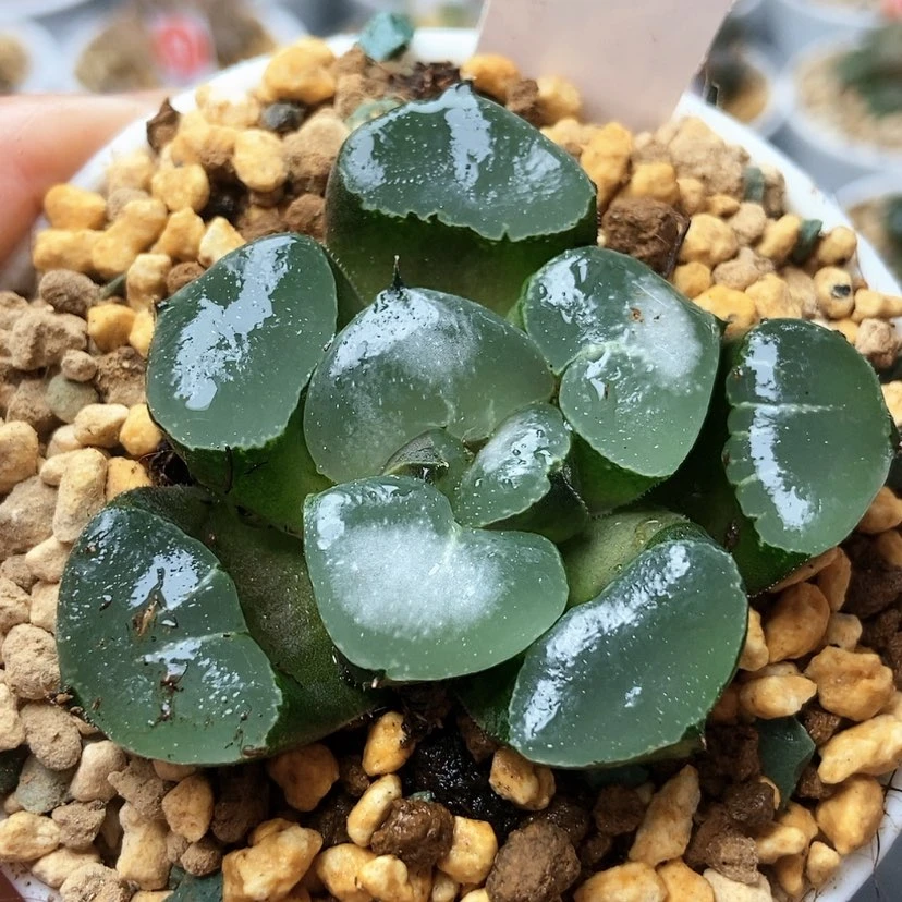 【闪购商品】3****0姬翠50