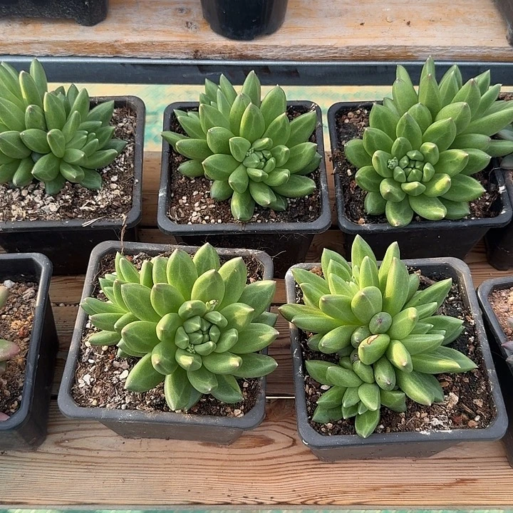 郁***仔胖体布丁，一物一拍