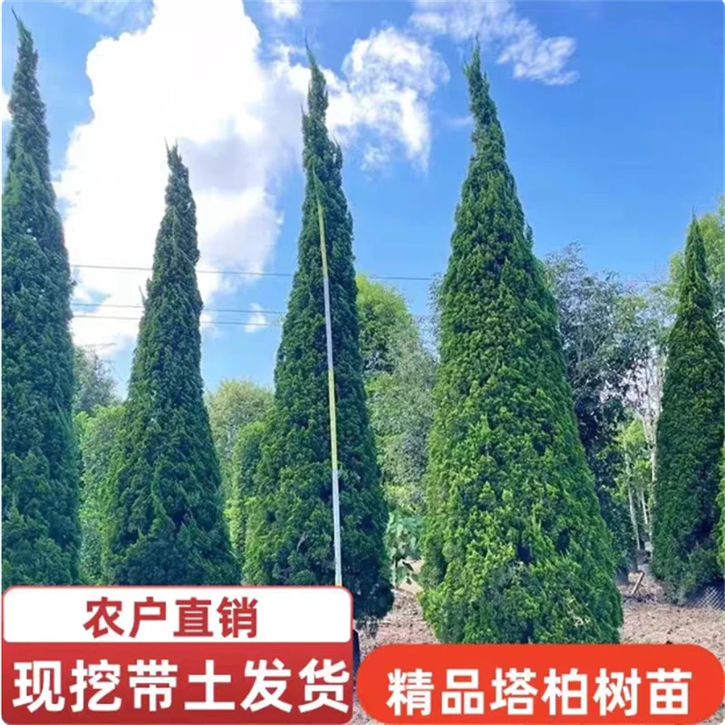 桧柏苗塔柏苗松柏苗侧柏苗蜀桧宝塔松松树工程苗景观绿化