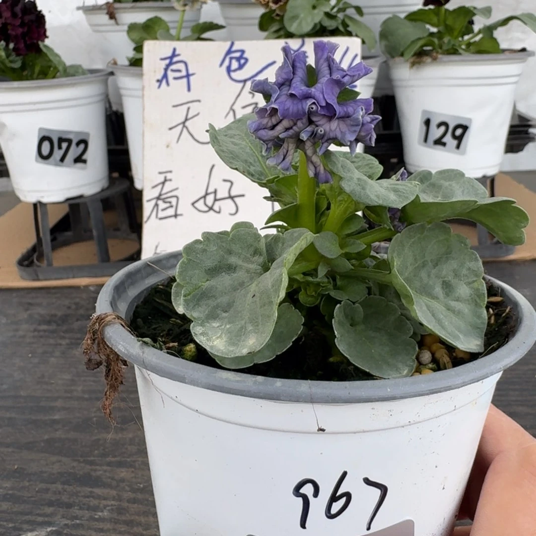 全部花朵079号967