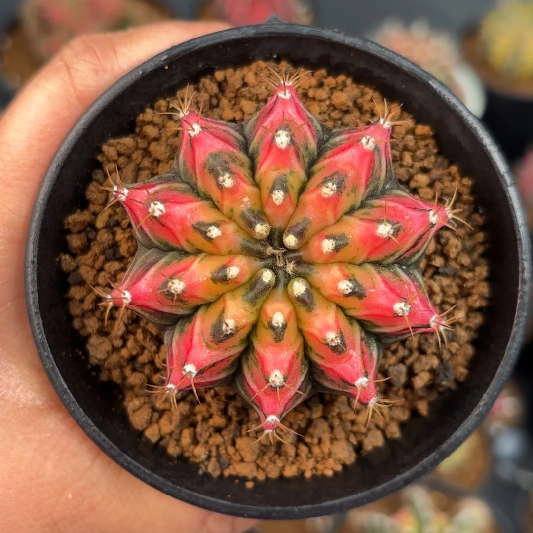 泰系米哈实生仙人球3号