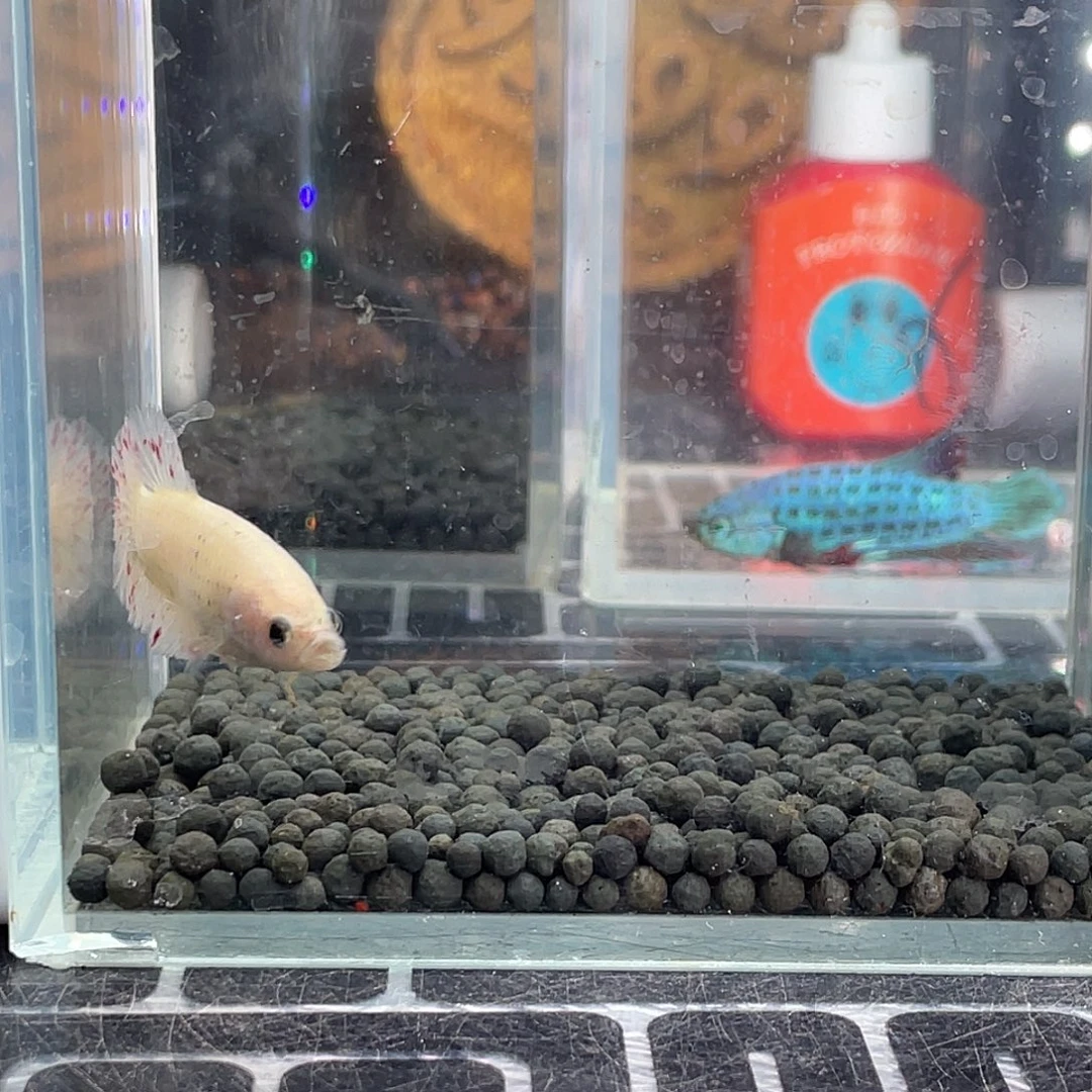 斗鱼22号1126早血斑母