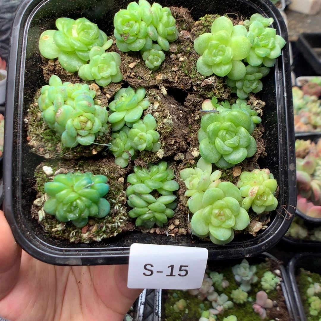 无花朵S15英语英语