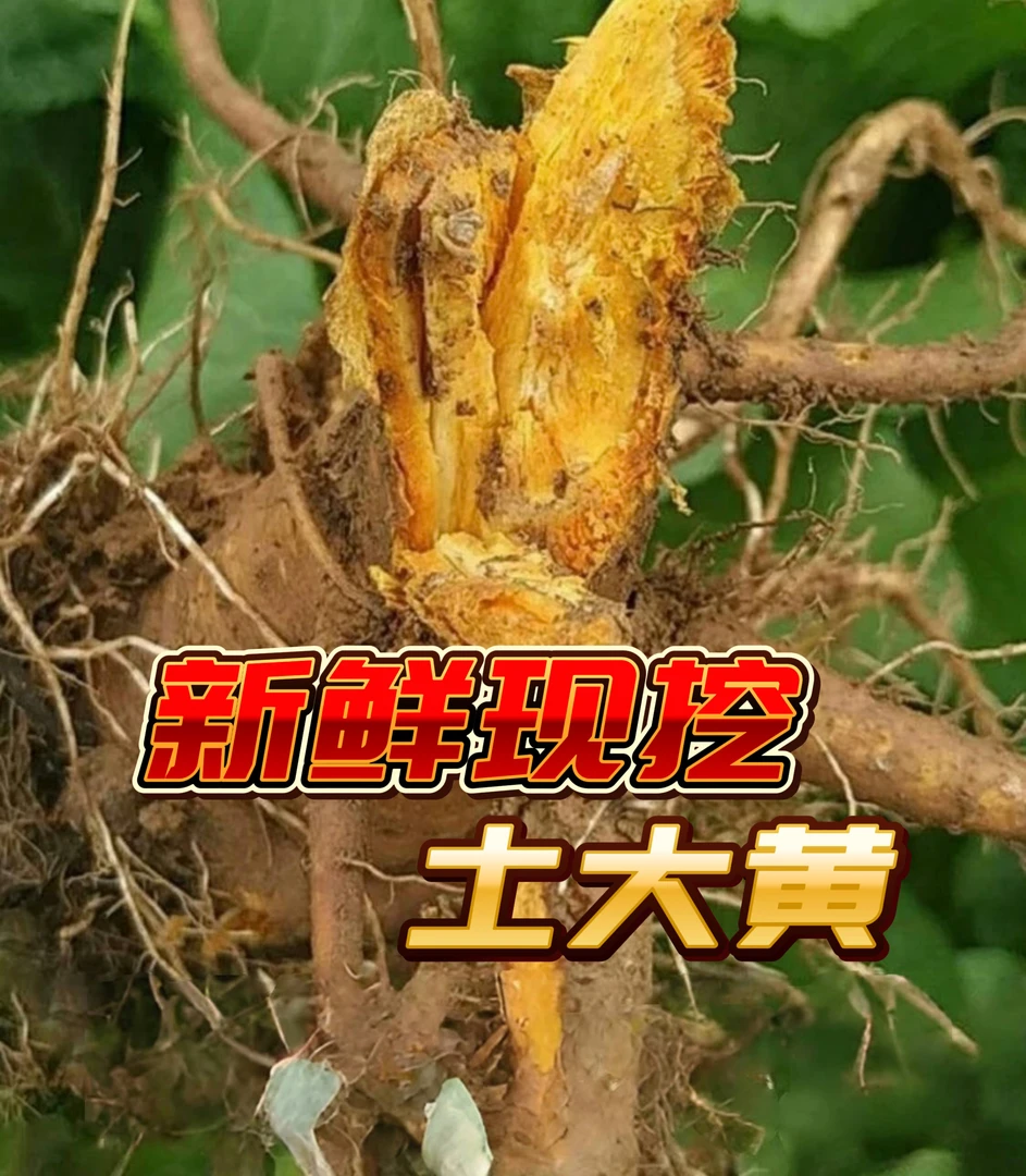新鲜现挖云南高山野生土大黄根野菠菜金不换牛舌草根现挖现发
