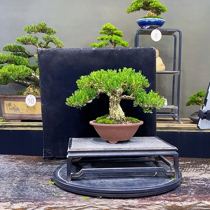 无花朵黄杨盆景四季常青