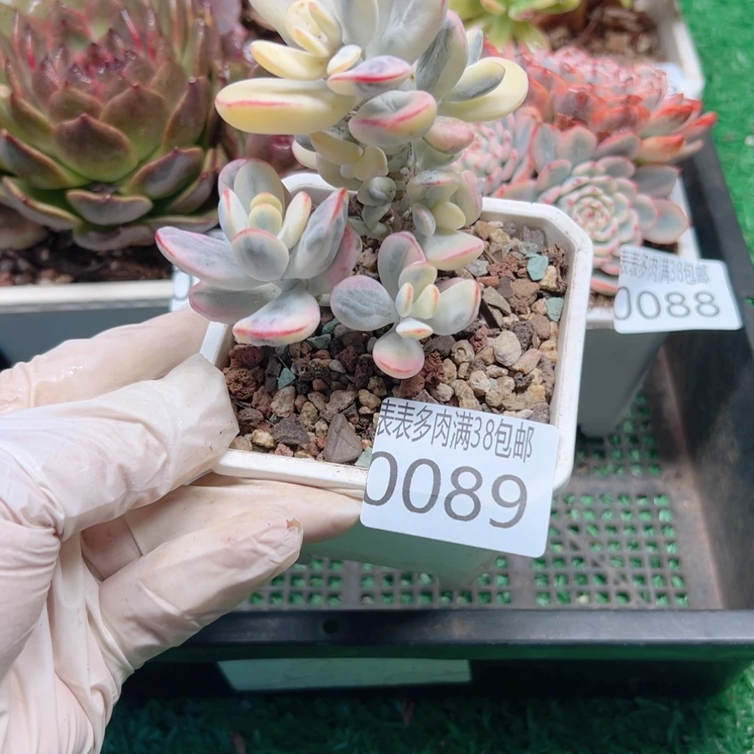 多肉一物一拍植物0089