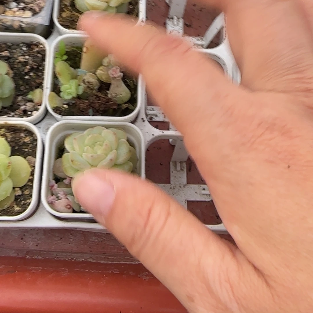 658 芝麻1个穴满25包邮