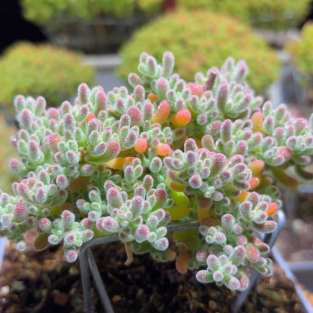 冰晶枝干番杏冰钻269