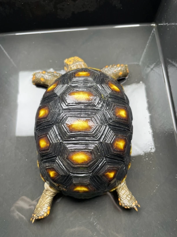 宠物乌龟观赏乌龟