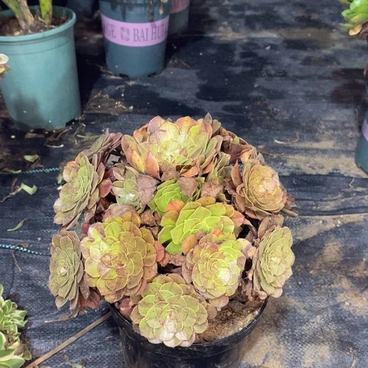 花月夜多肉植物015