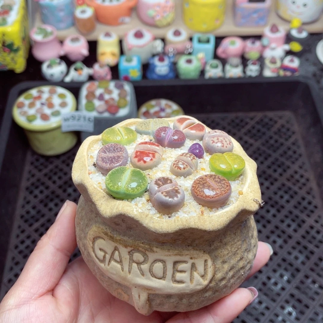 w9220 带盆土发货-零下地区拍保温箱