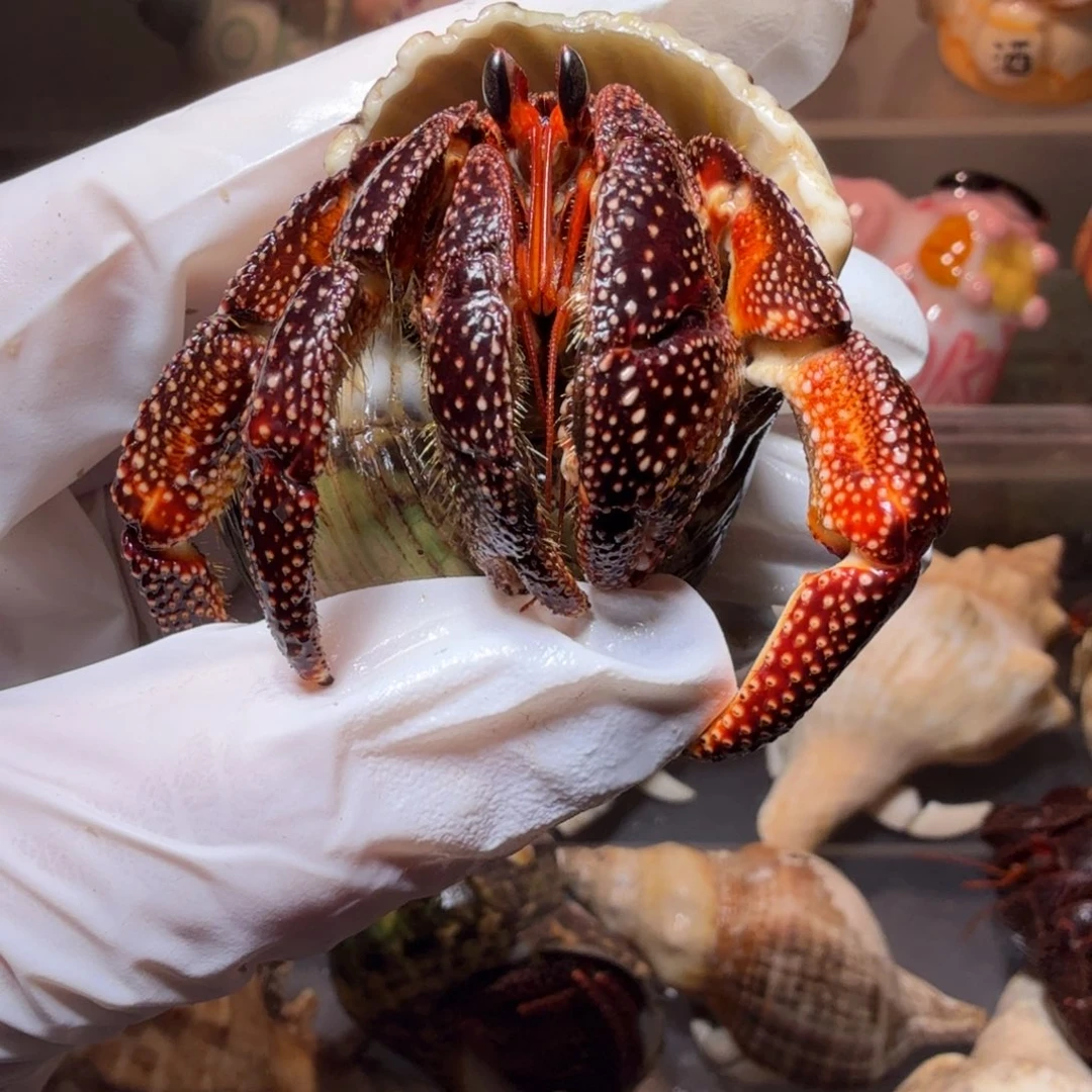 福利 3口黑莓 缺腿 满98包邮 需随单