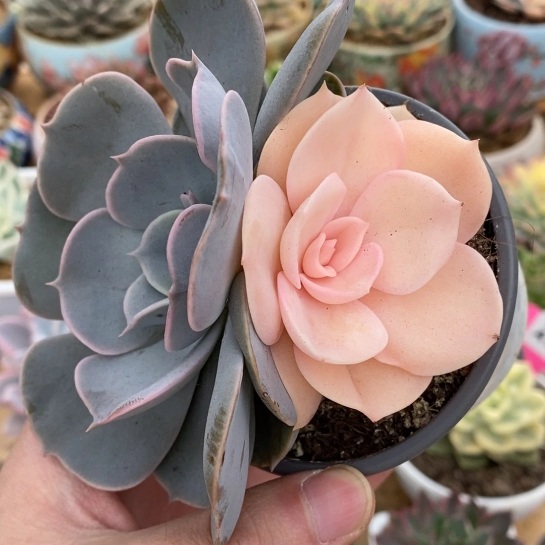 623双头阴阳锦双子座