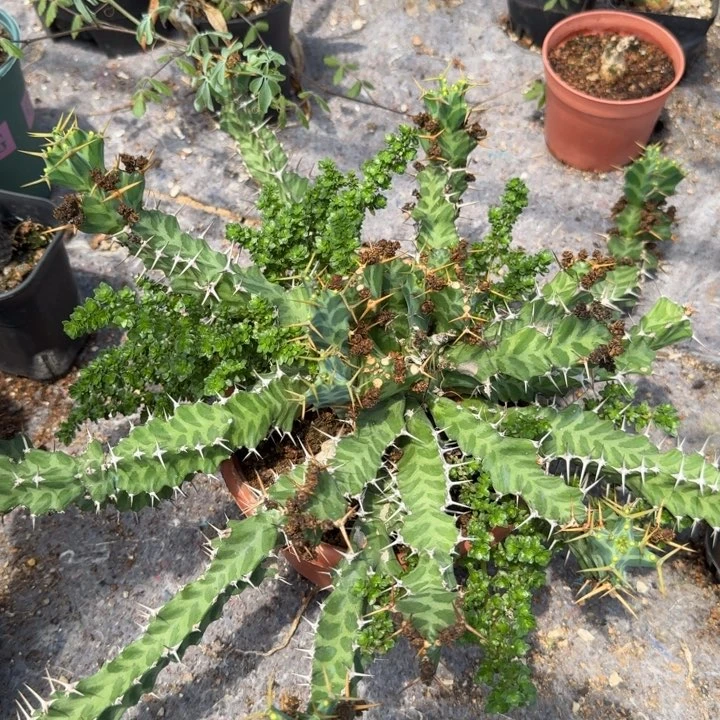 矢毒大戟自根仙人球