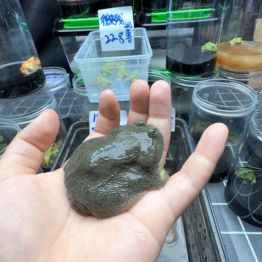 角蛙杨****r小丑蛙闪拍链接