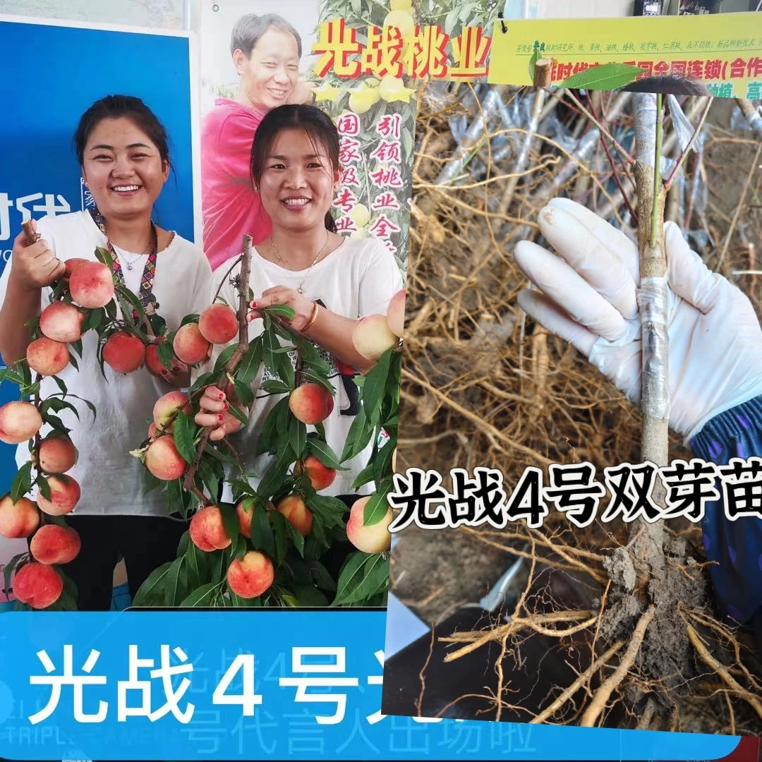 光战4号桃苗果树苗芽苗预定