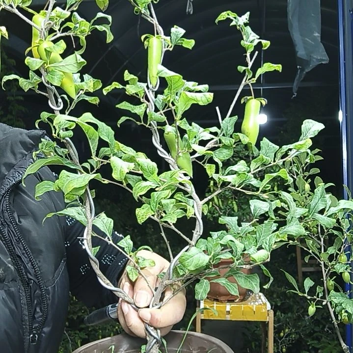追***想完全开放老鸭柿子