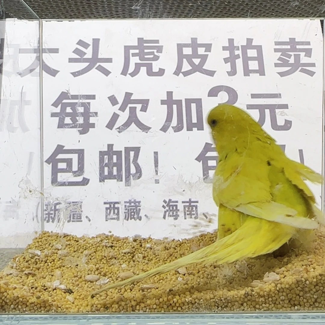 虎皮鹦鹉大头鹦鹉