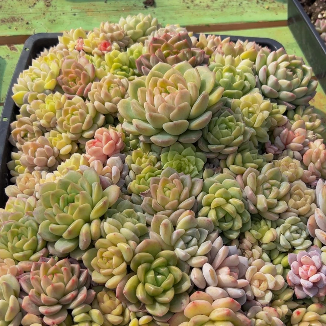 005多肉植物多肉多肉