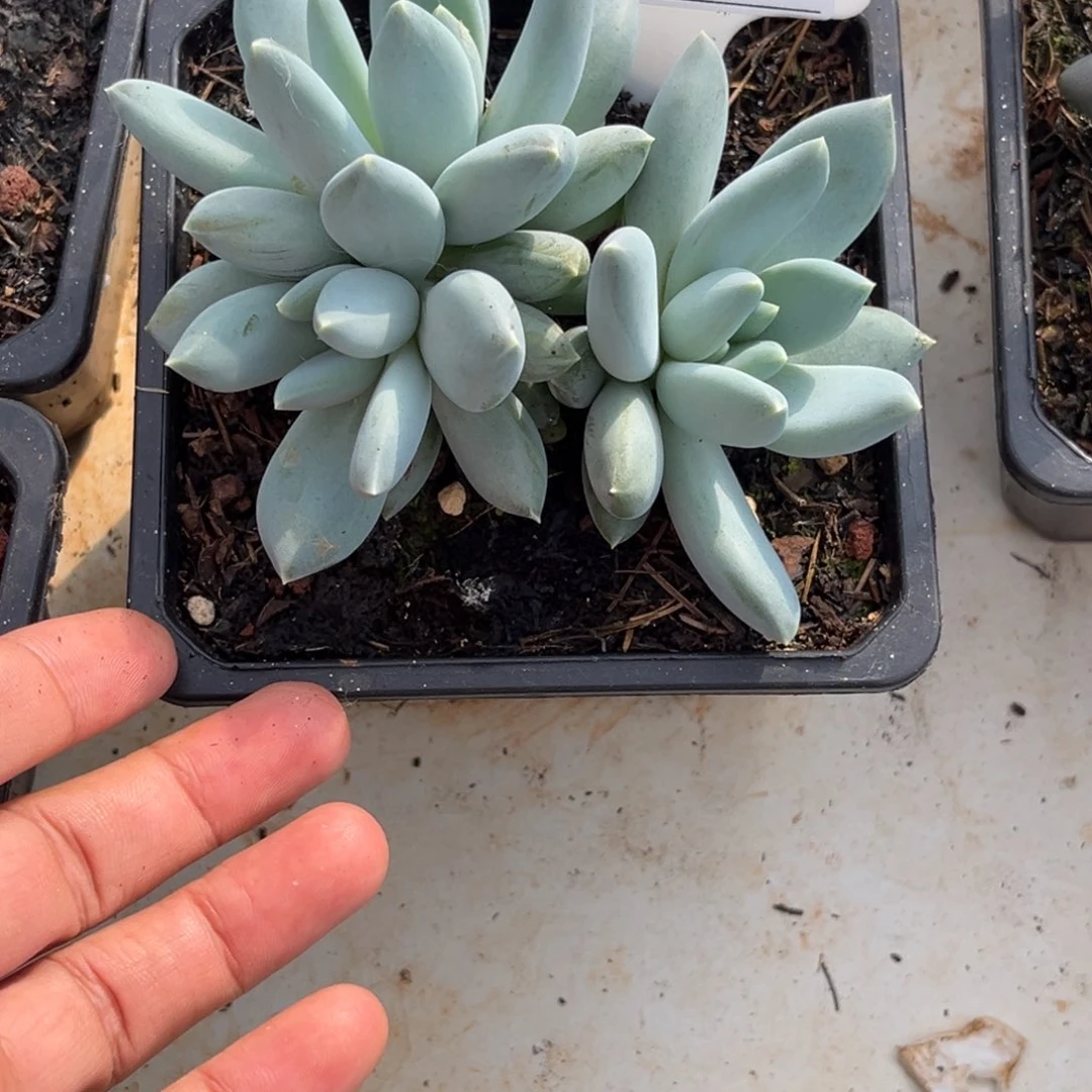 美人杂多肉植物490