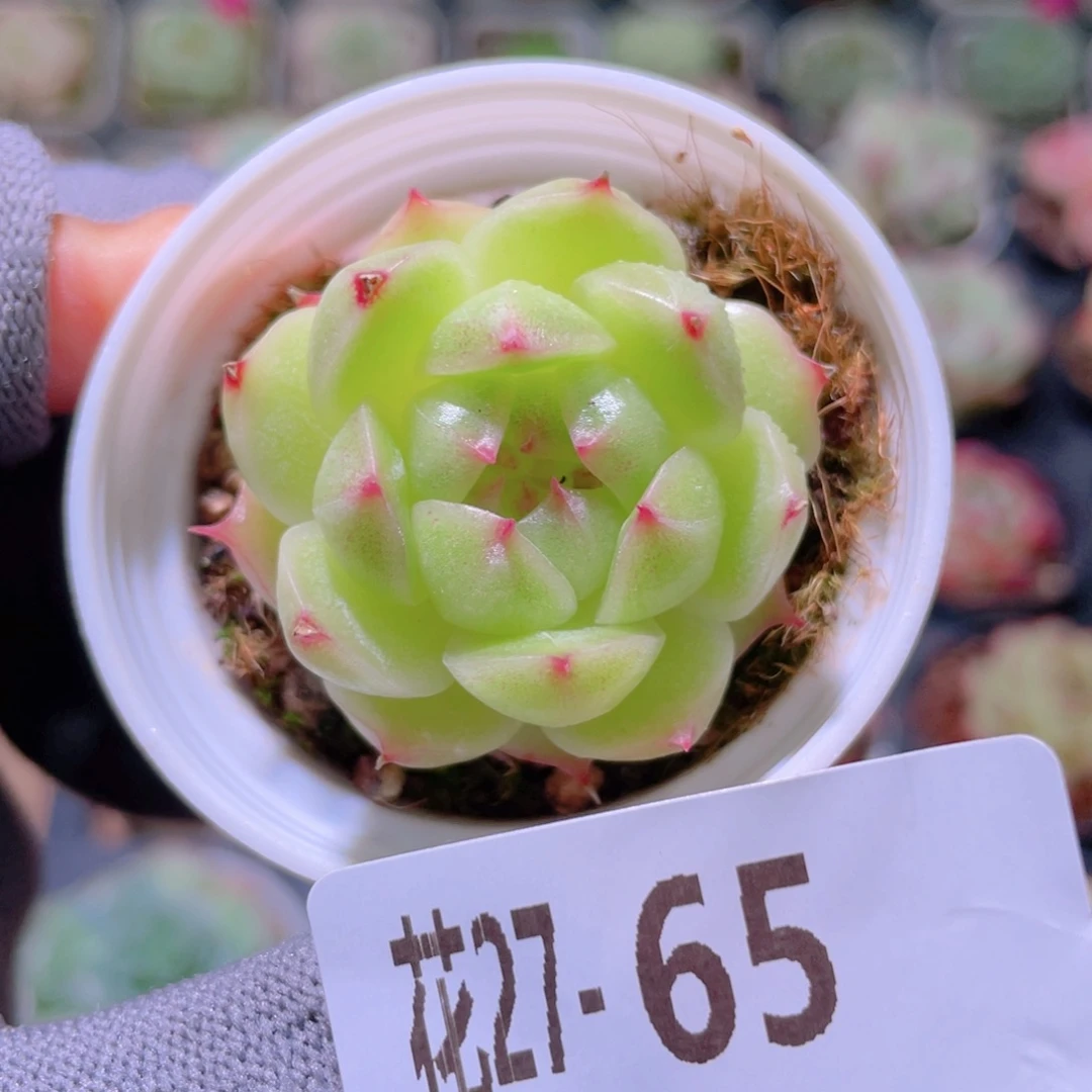 花利美27-65麦秆