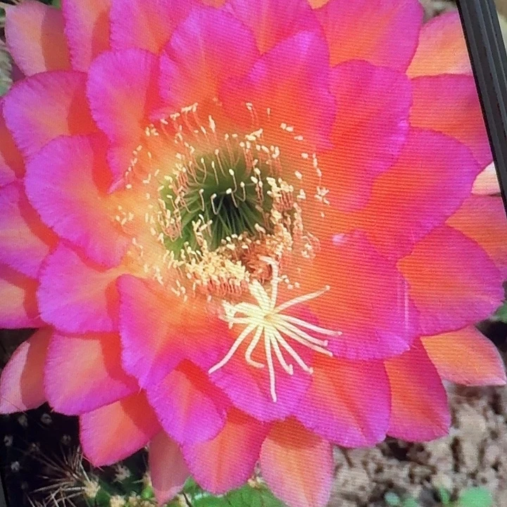 达加体侧芽5公分左右毛花柱（20包邮）