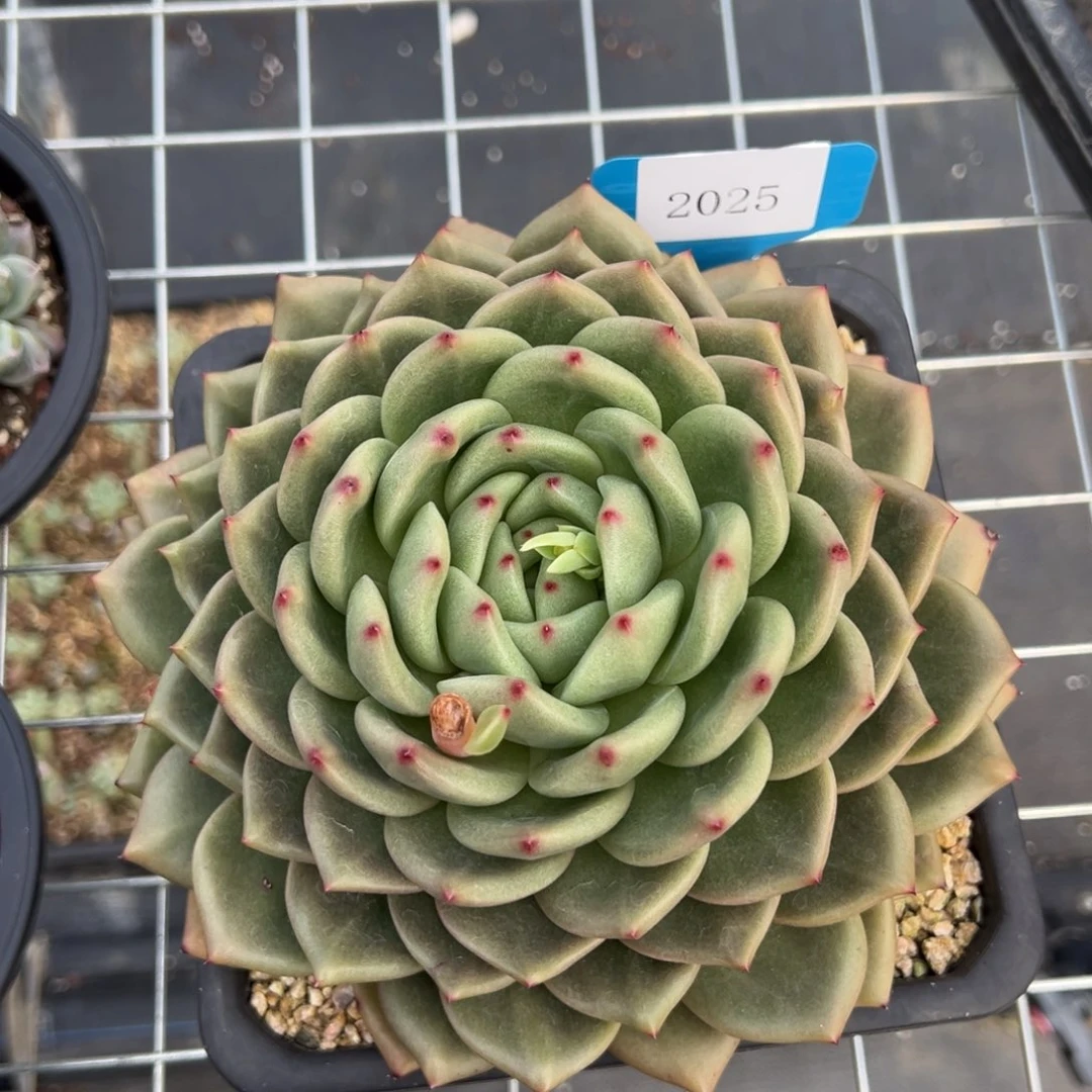 金**串2025肉多肉多肉多肉