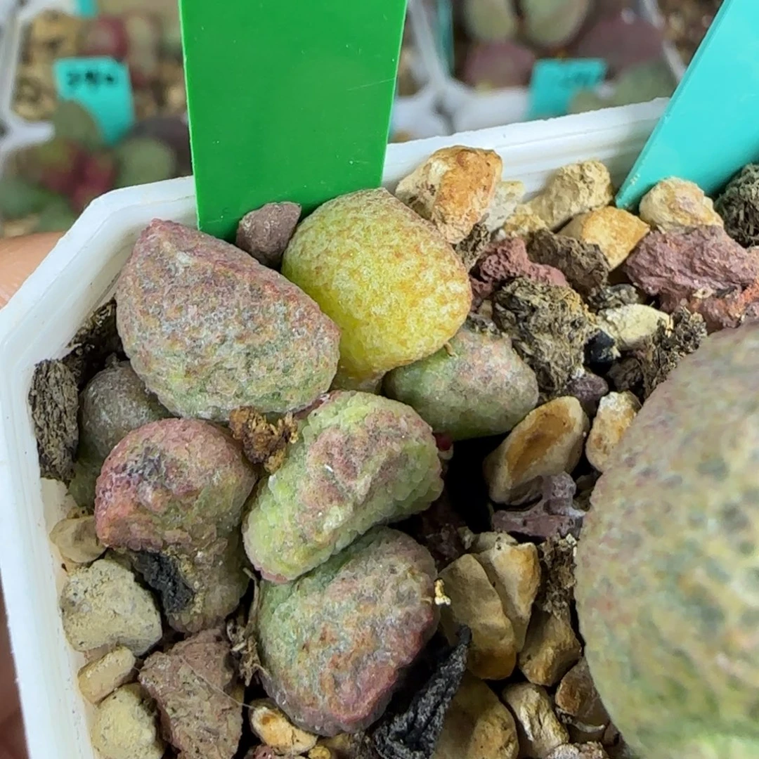 编号298底叶插，脱土发