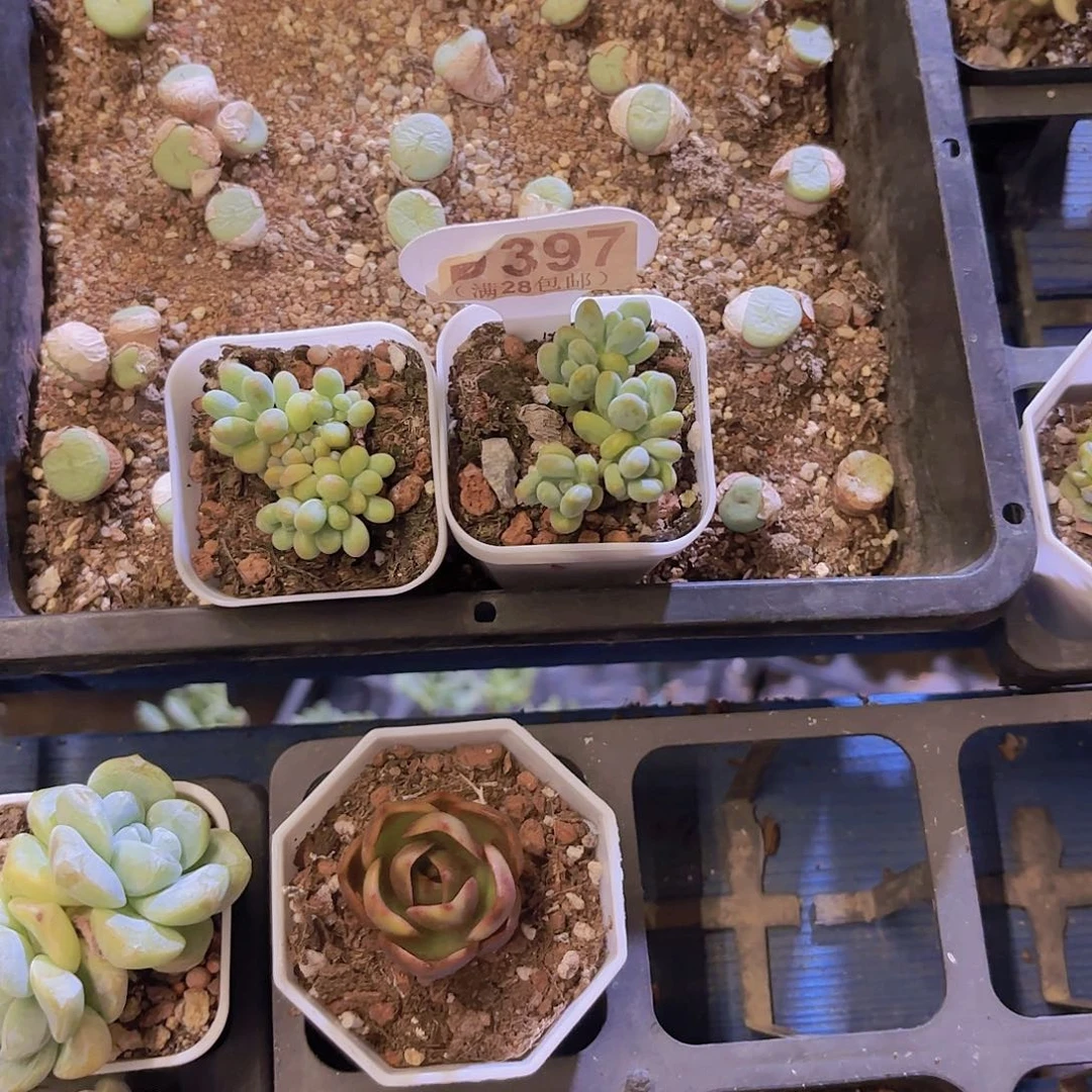 朱***叶D397两颗苹果一物一拍