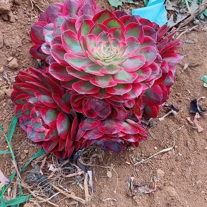 赤子心单头戴崽发货多肉