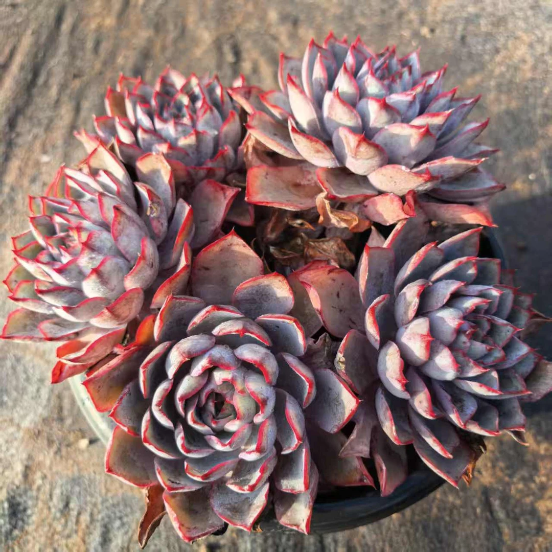 【赫拉】 多肉植物 绿植盆栽