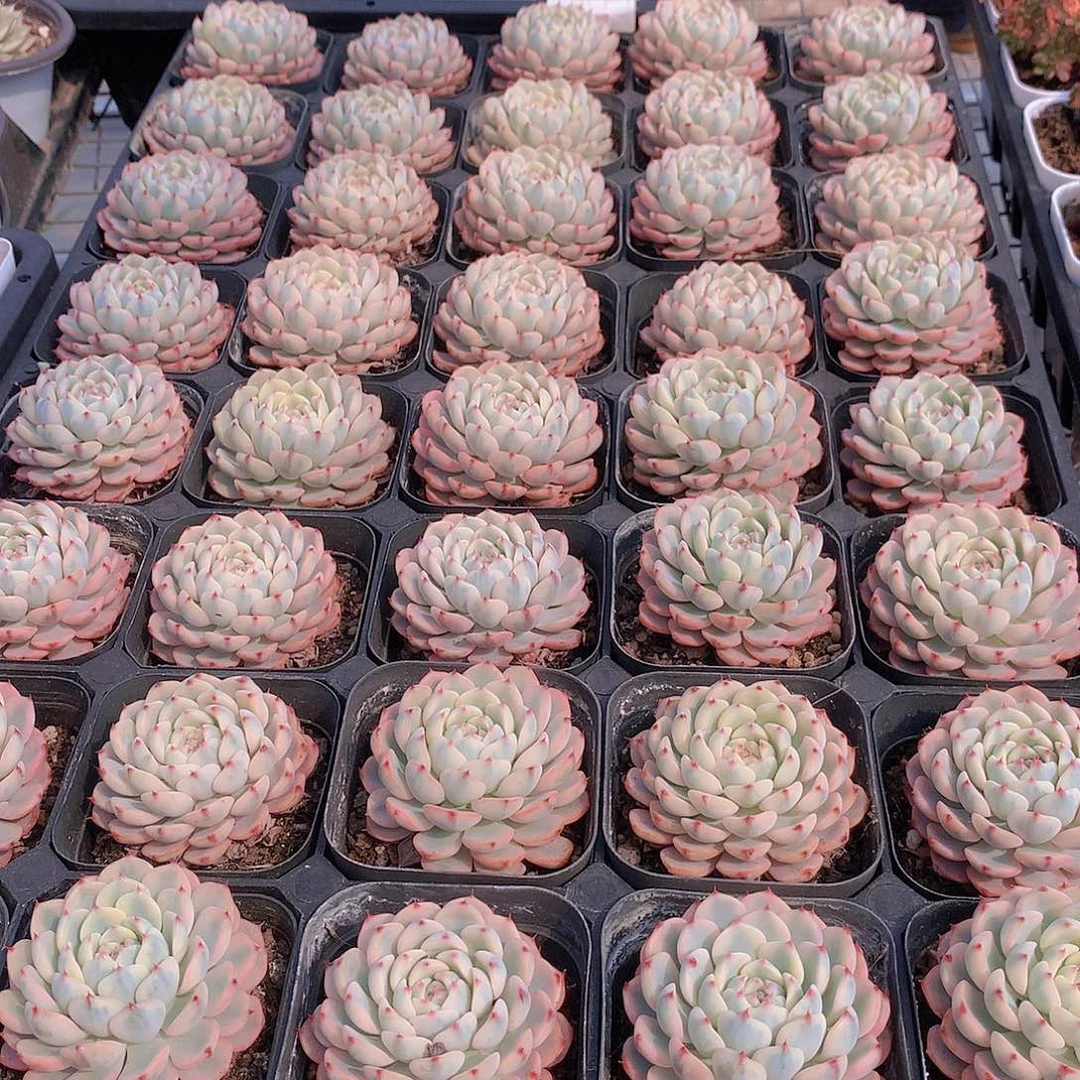 姬莲锦646464646464644