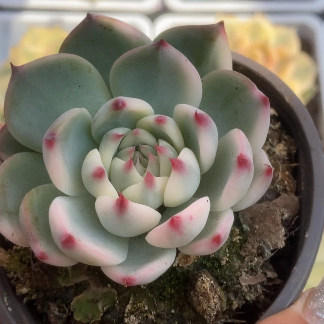 031锦锦锦锦锦锦锦锦