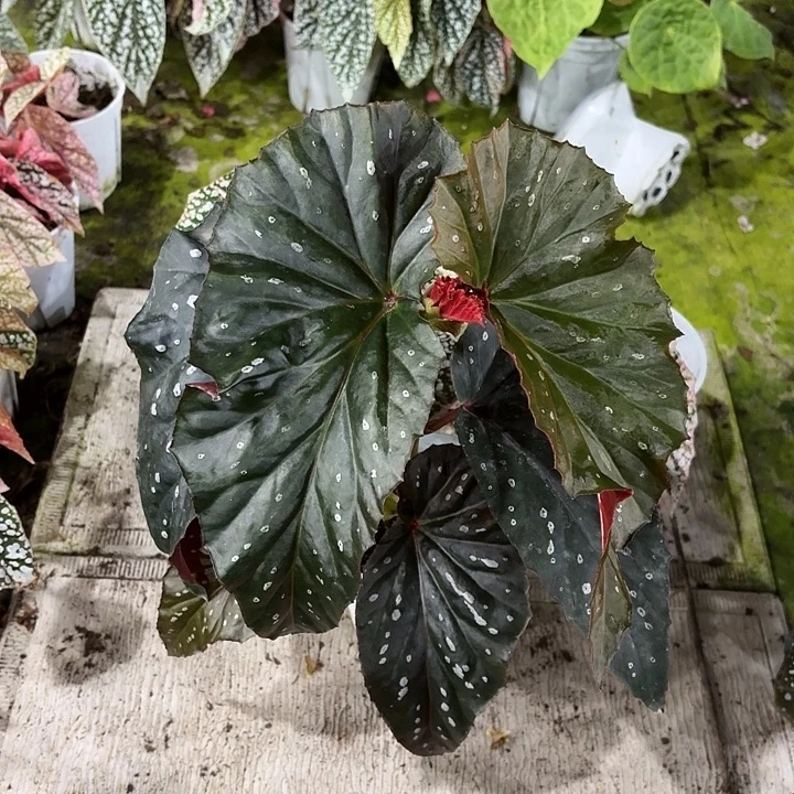 完全开放粉红勃艮第