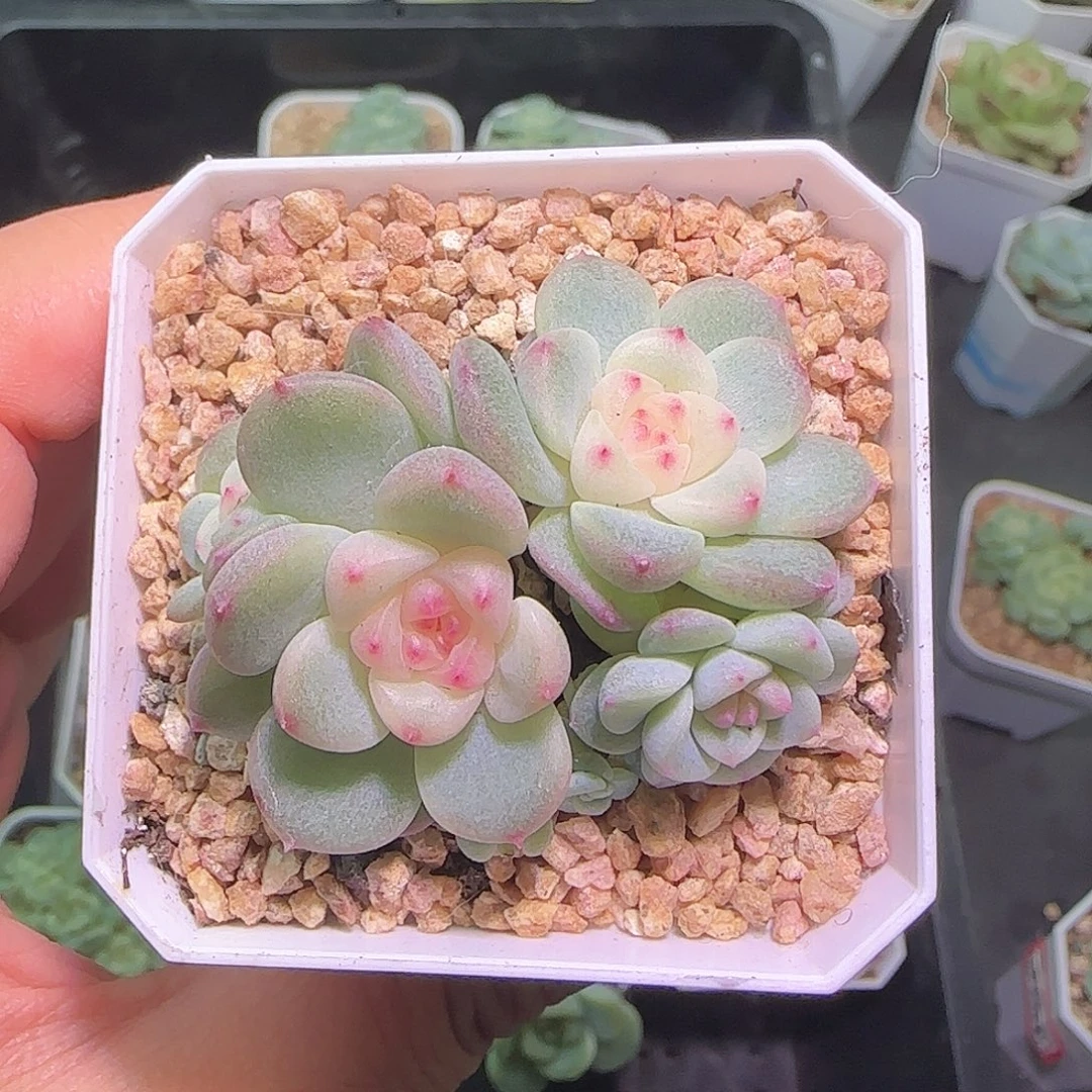 秃子甜心开播福利